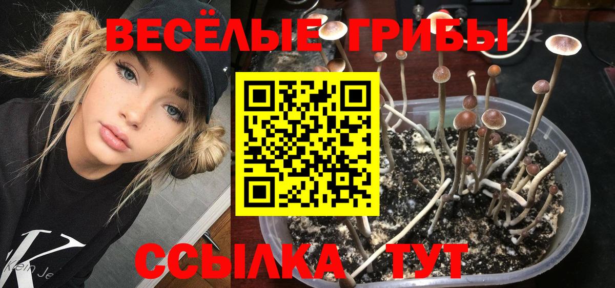 Псилоцибиновые грибы прущие грибы Ростов Великий